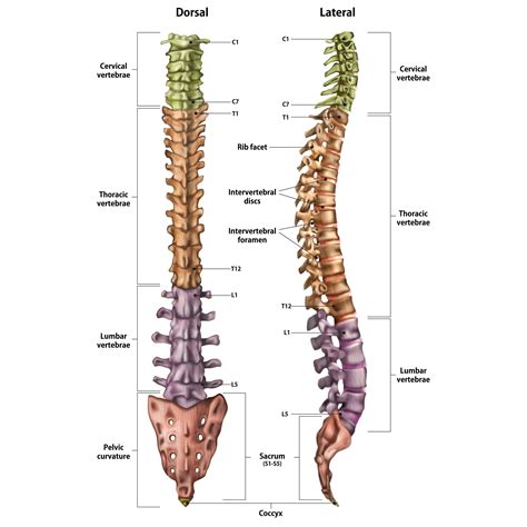 Lower Back Muscle Anatomy And Low Back Pain 2022