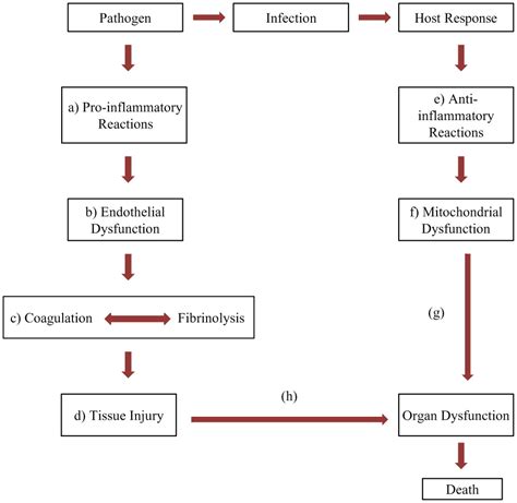 Sepsis Pathophysiology Diagram