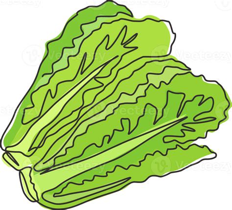 Lettuce Leaf Drawing