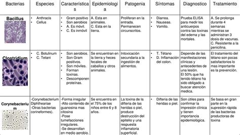 Bacterias Microbiolog A Epidemiolog A Bacteria Udocz