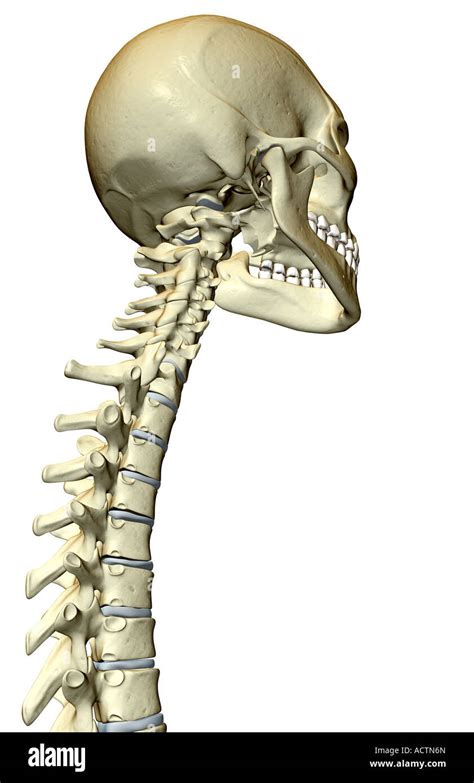 Vertebral Column And Skull Stock Photo Alamy