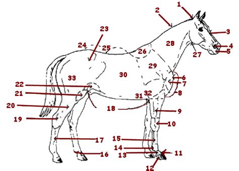 Horse Veterinarian Equine Anatomy San Diego