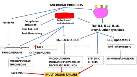 Pathophysiology Of Sepsis And Septic Shock