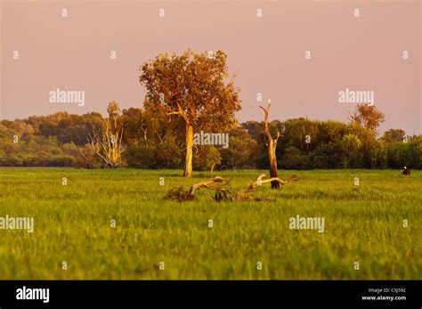 Australian Weed Hi Res Stock Photography And Images Alamy