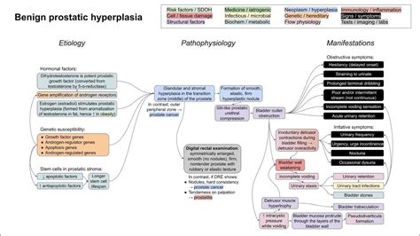 Benign Prostatic Hyperplasia Pathophysiology