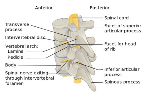 The Vertebral Column Bones Of The Spine Geeky Medics