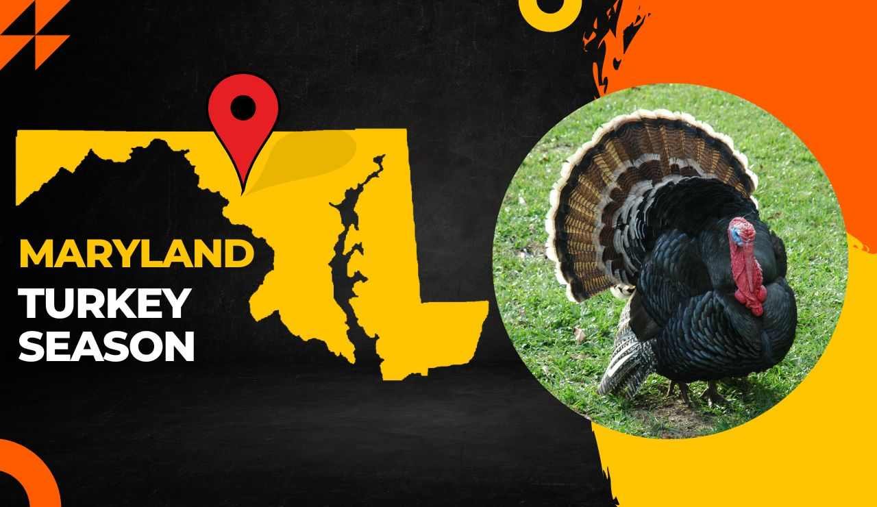 Maryland Fall Turkey Season 2024 - Janot Loralee