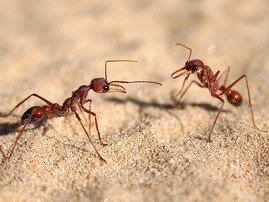 Ants fighting