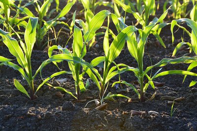 Youth should explore opportunities in agriculture: KZN farmer