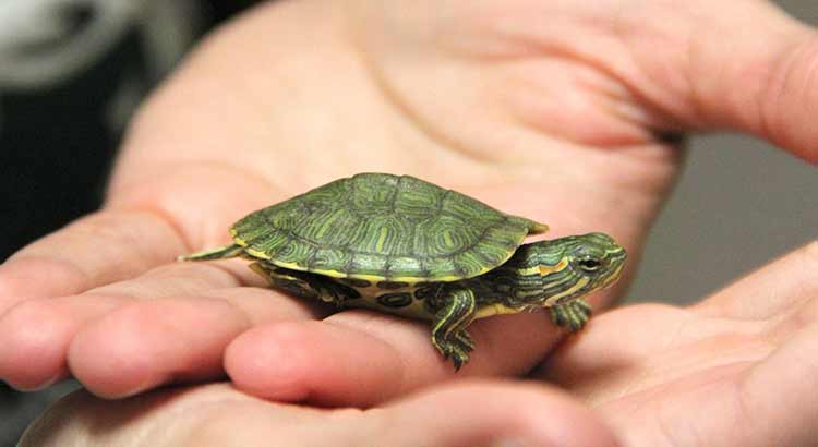 Best Pet Turtles for Beginners