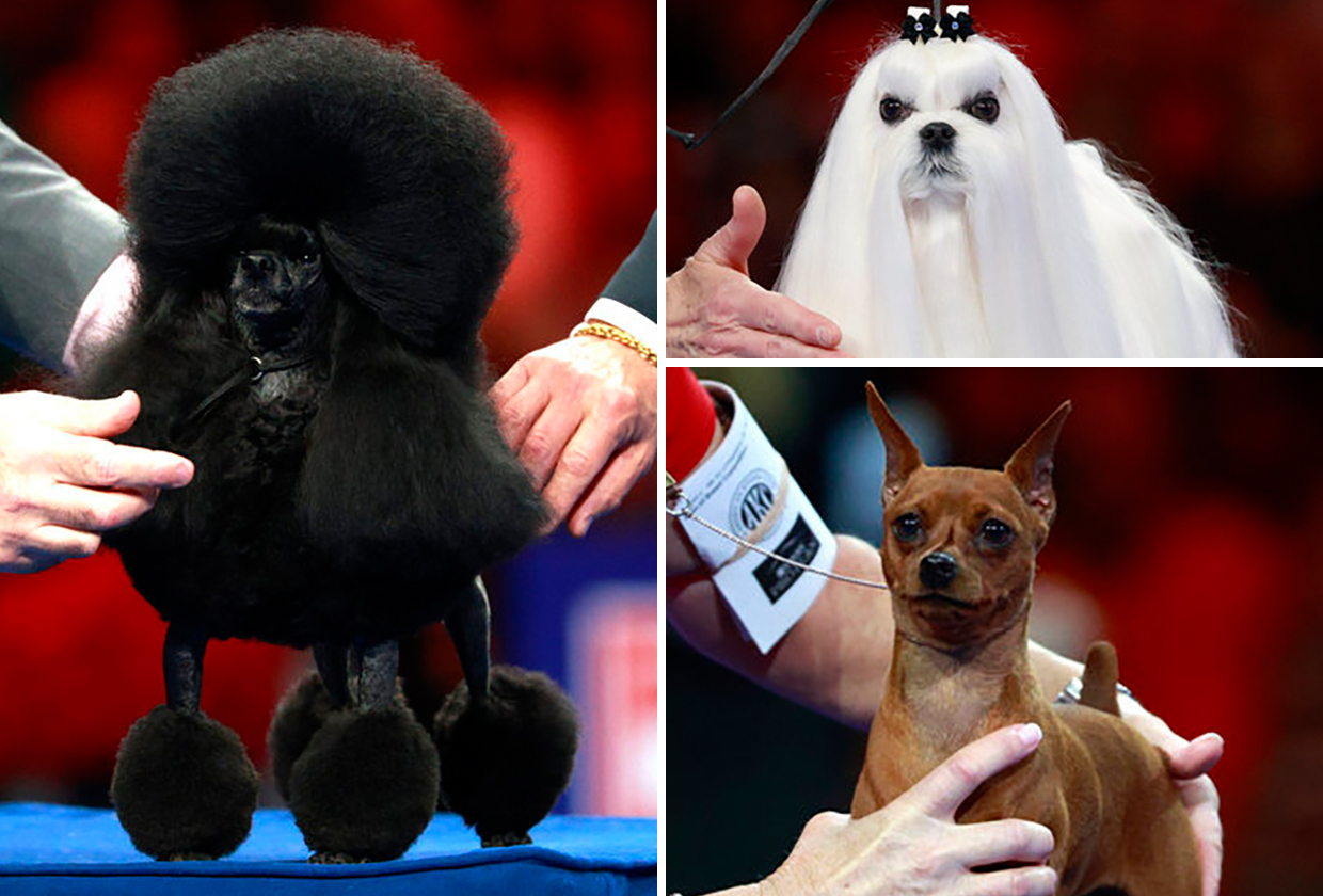 National Dog Show 2024 Photos