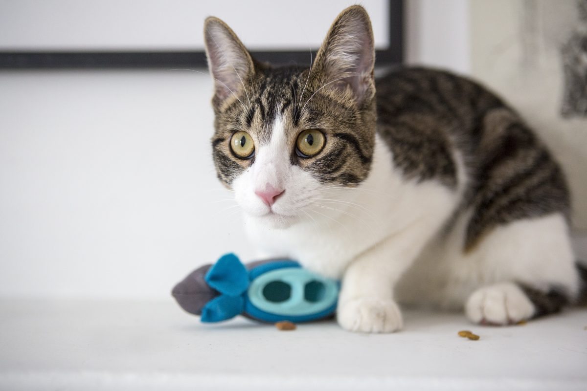 NoBowl Feeding System™ for Cats