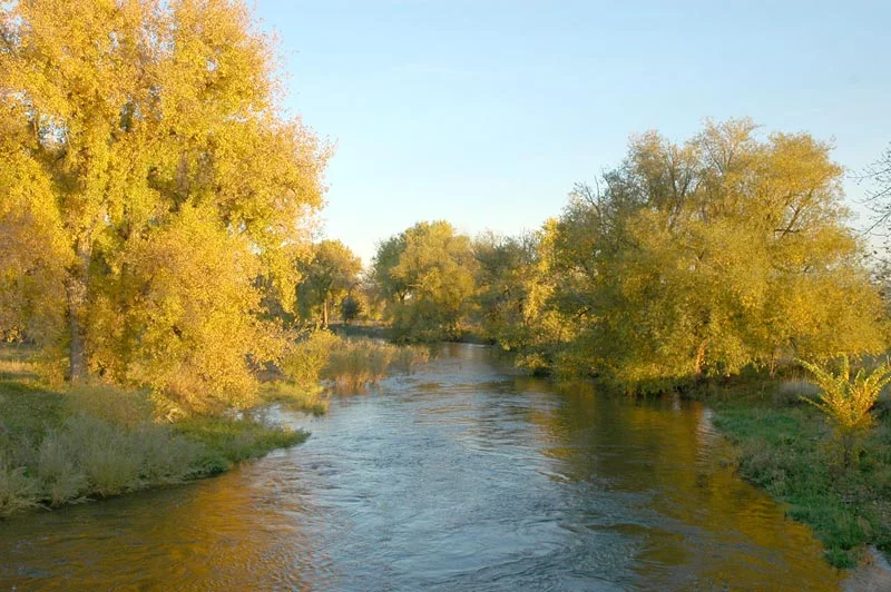 poudre river with fall colors