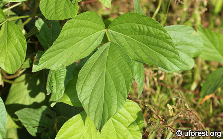 Calopo - Calopogonium mucunoides