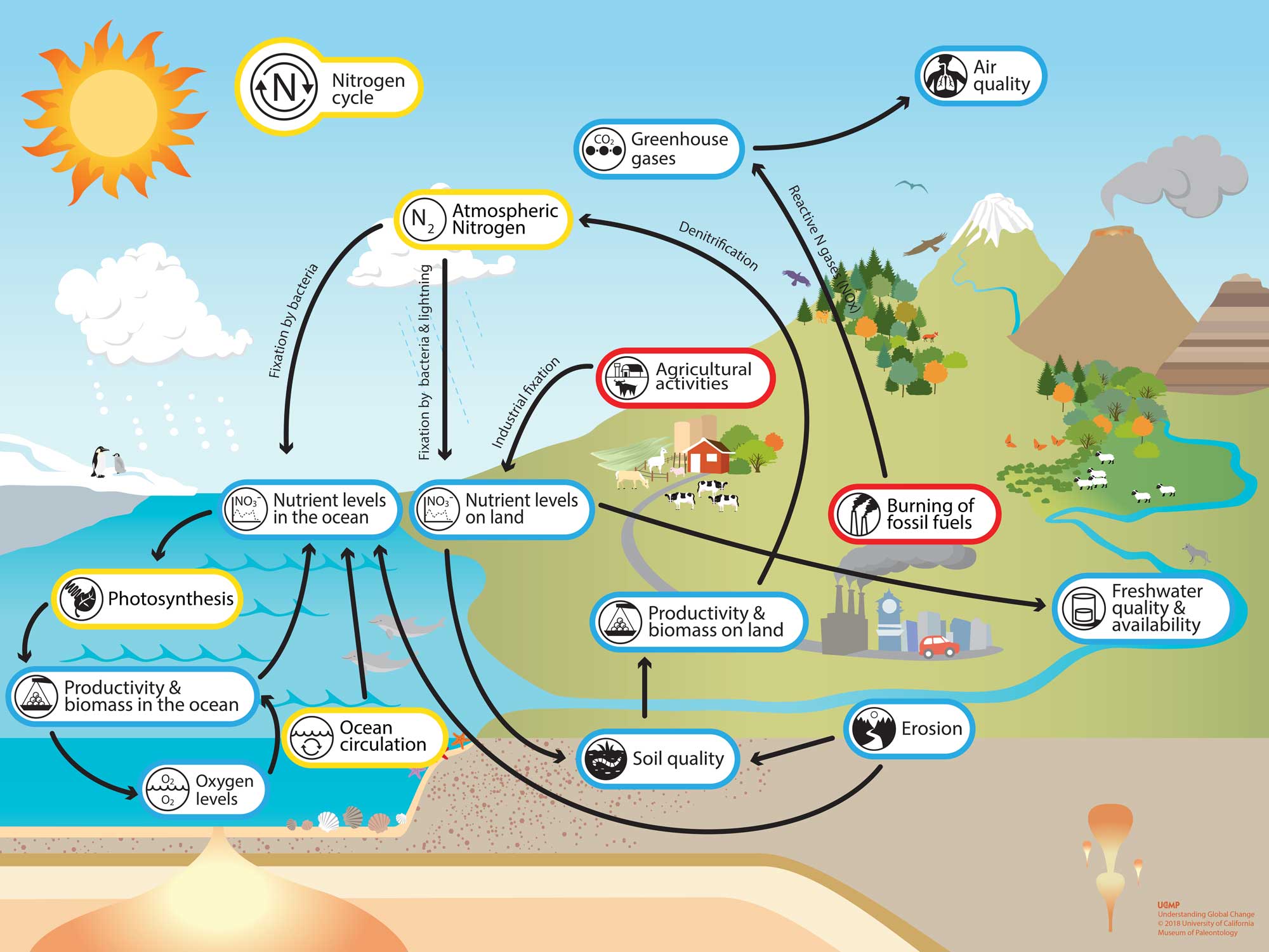 Understanding Nitrogen Cycle With A Diagram Nitrogen - vrogue.co