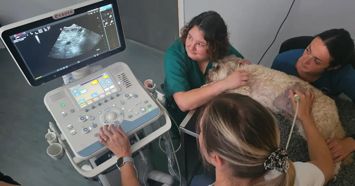 Willows Vet Hospital Hartford Northwich training day