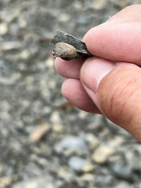 Fossil Hunting at the Montour Preserve Fossil Pit - Uncovering PA