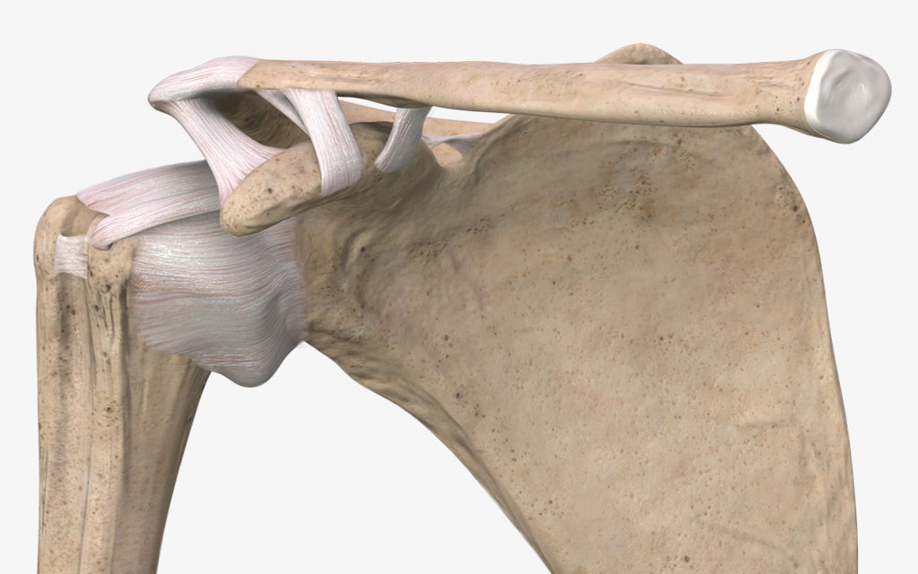 SHOULDER – UnderstandOrtho™