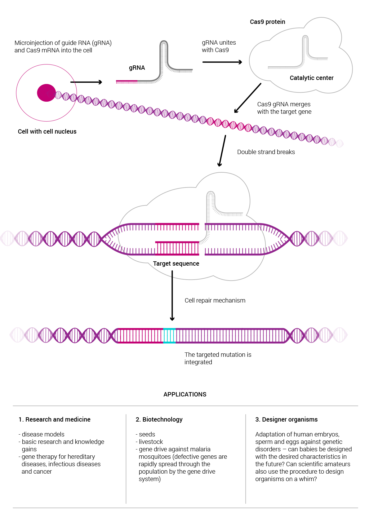 CRISPR Cas9 Diagram