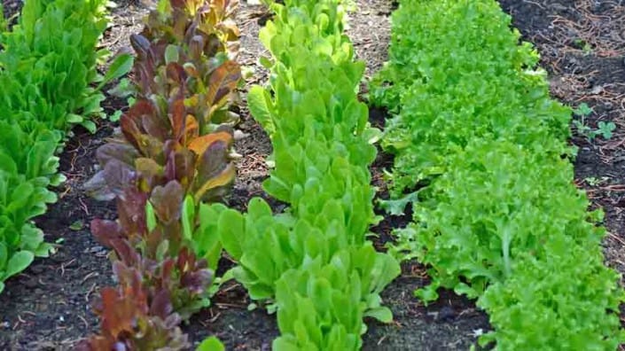 Heirloom Lettuce