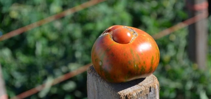 Heirloom Tomato