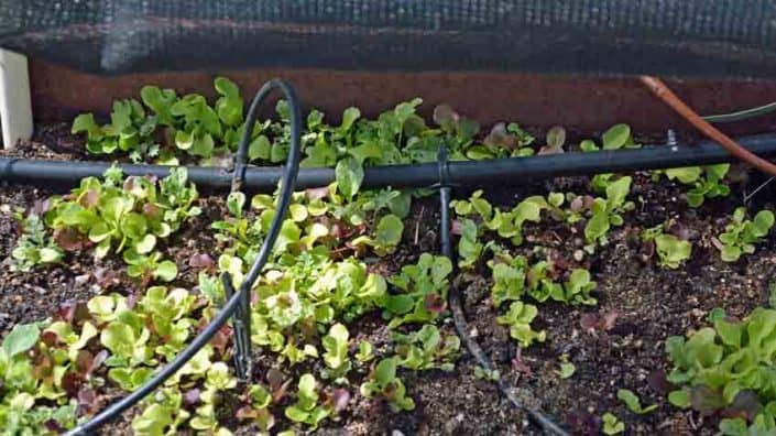 A close up of some plants growing in the ground