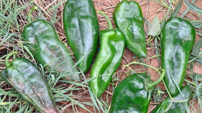 A group of green peppers sitting on top of grass.