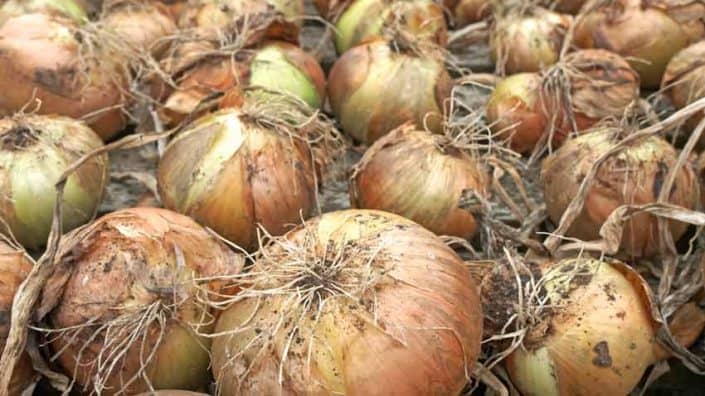 A pile of onions with brown and green tops.