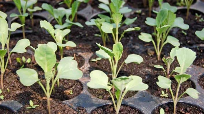 A close up of some plants growing in the ground