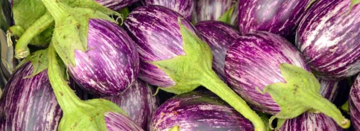 A close up of purple flowers with green stems.