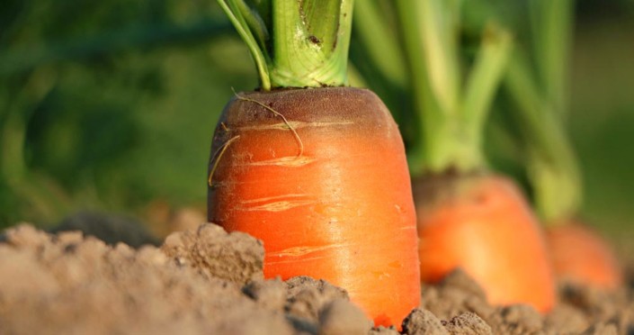 A carrot growing in the dirt with green leaves.