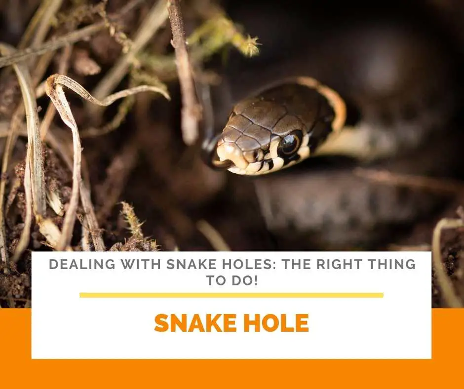 Snake Hole