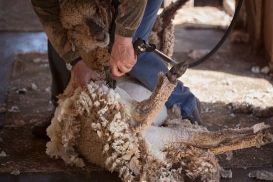 shearing a sheep