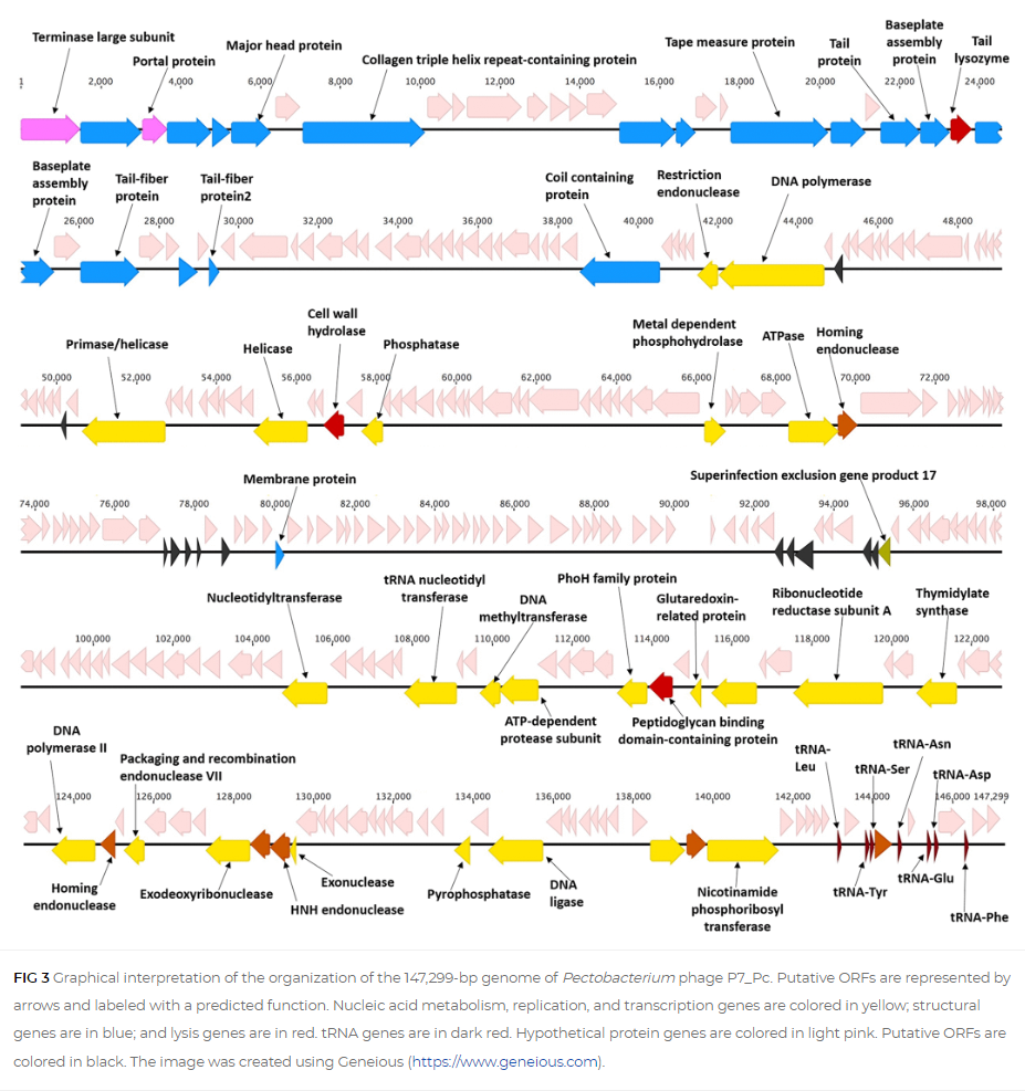 Pectobacterium carotovorum Phage vB_PcaM_P7_Pc Is a New Member of the ...