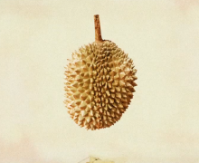 Durian - a fruit