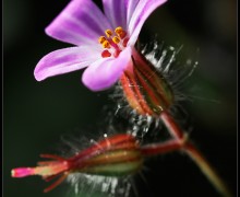 Herb Robert