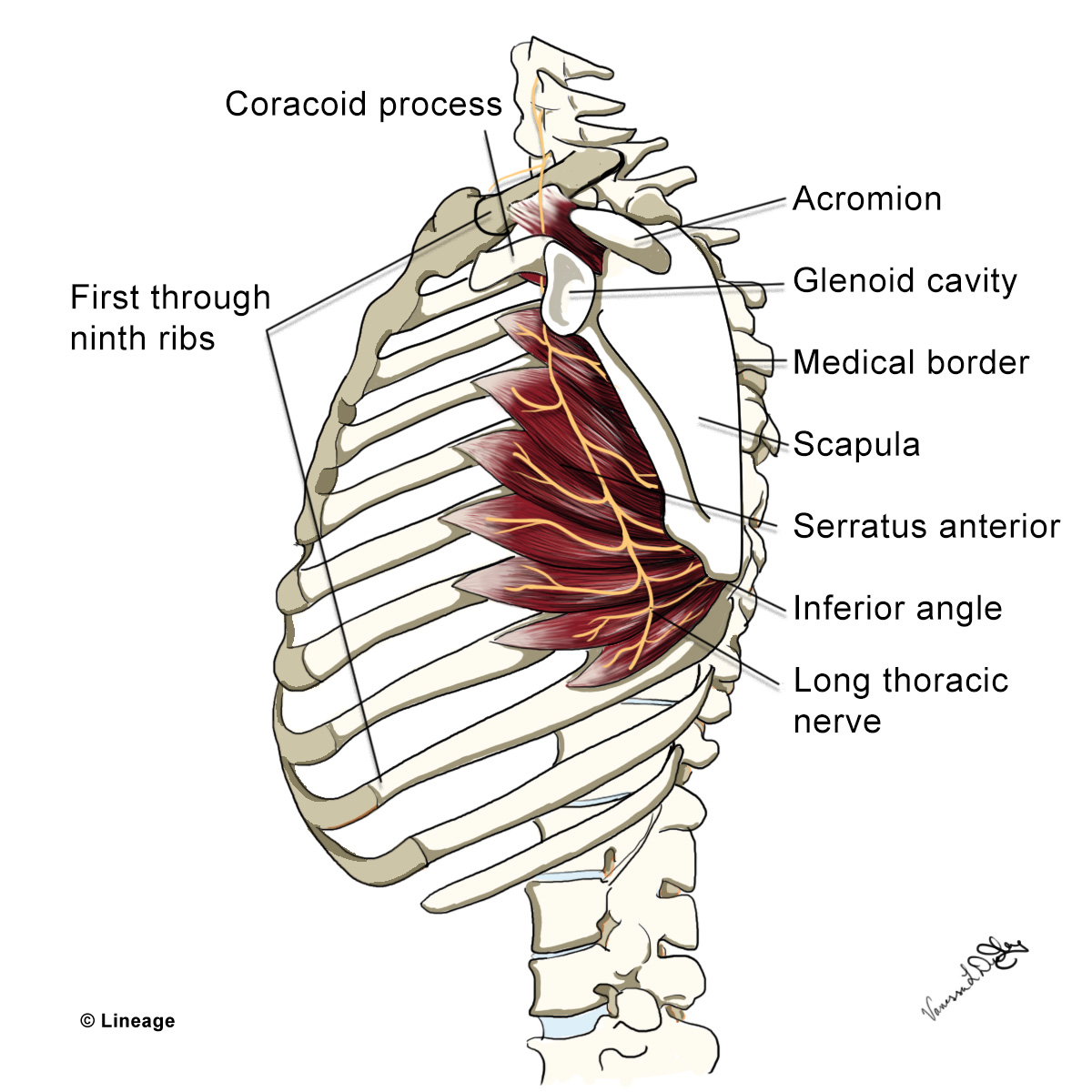 Long Thoracic Nerve - Anatomy - Medbullets Step 1