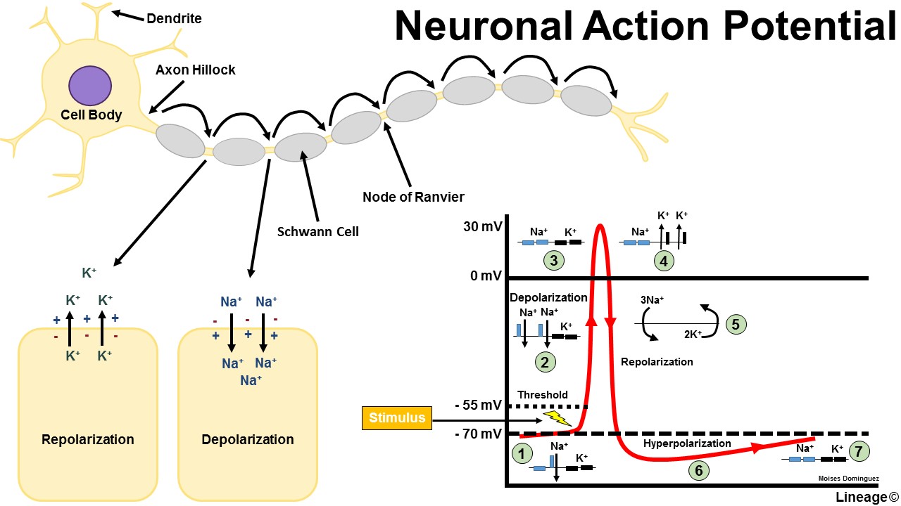 Action Potential Steps Diagram With Pumps Potential Action M