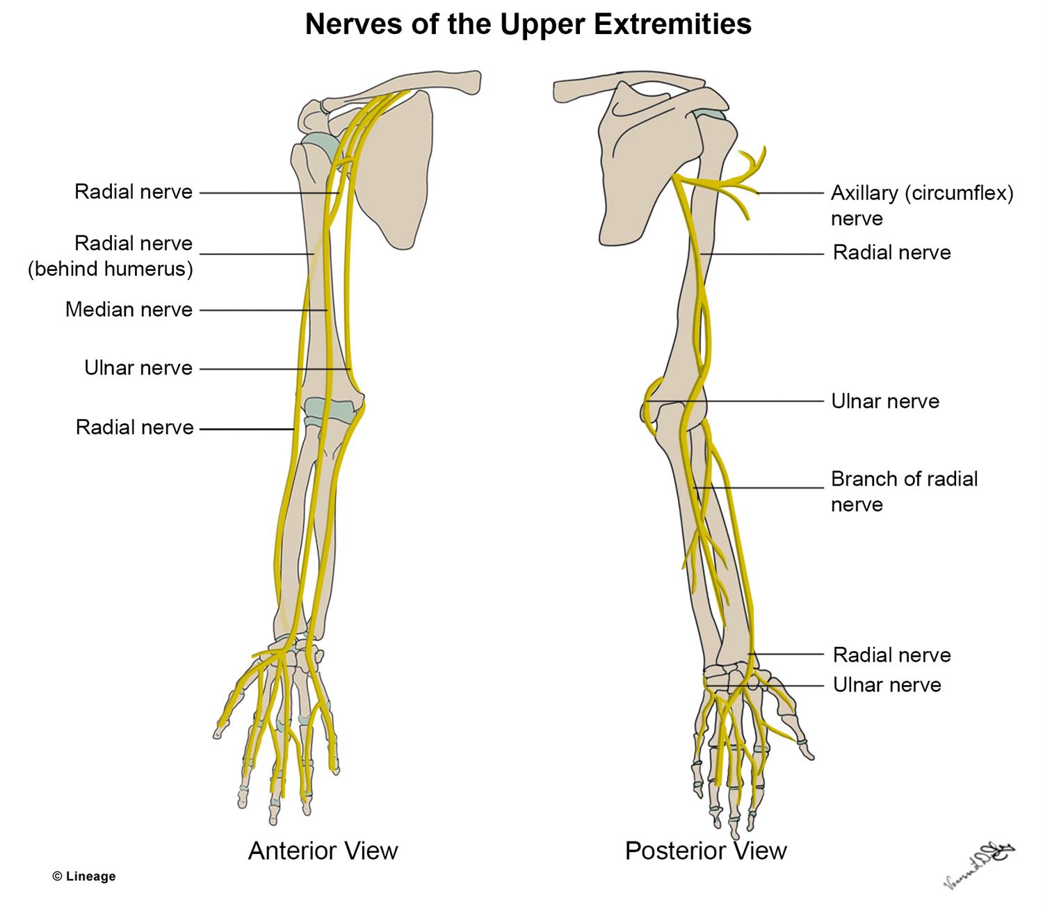 Upper Limb Nerve Chart Anterior Human Body Nervous System Nervous | My ...