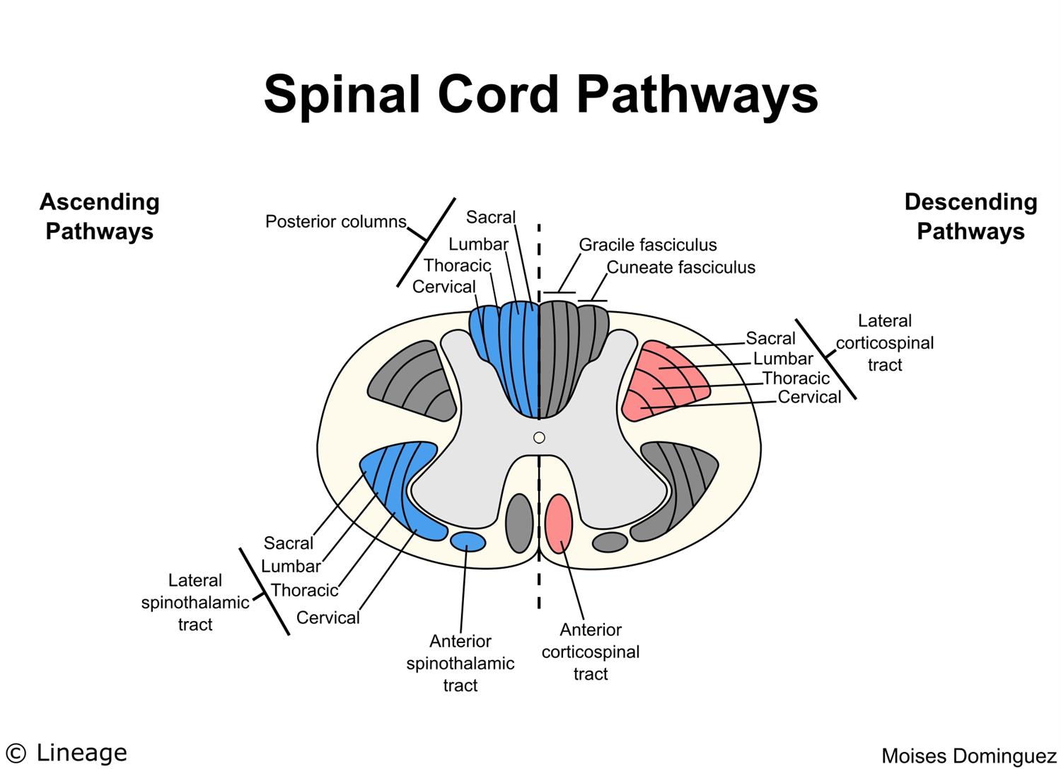 Spinal Cord Photo