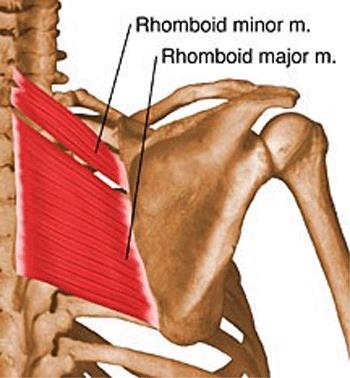 https://upload.medbullets.com/topic/121851/images/rhomboids.jpg