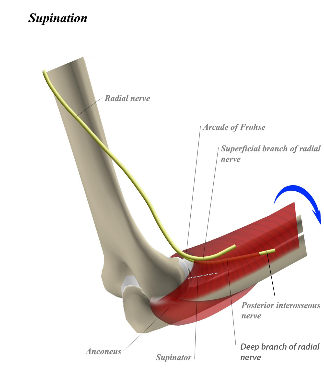 https://upload.medbullets.com/topic/121899/images/radial-deep-pin.jpg