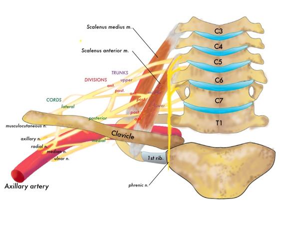 Scalene - Anatomy - Orthobullets