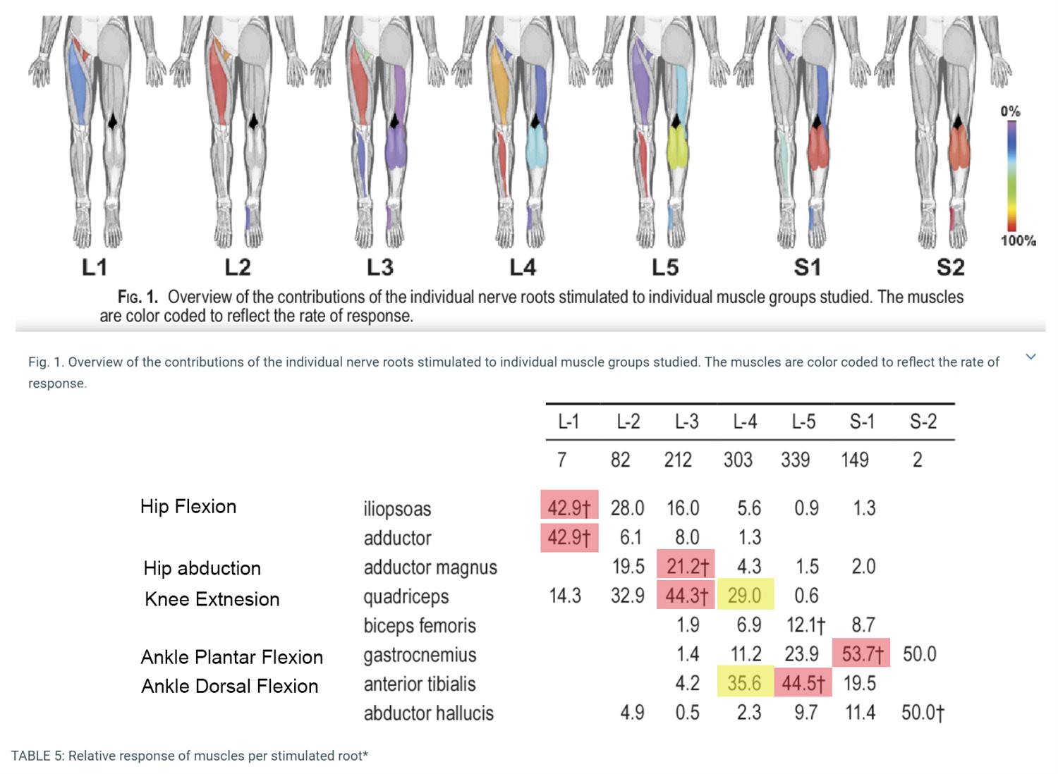 Spinal Nerve And Muscle Chart