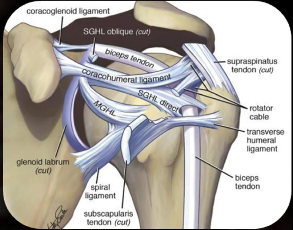 Muscles And Ligaments Of The Shoulder Poster - vrogue.co