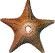 The Natural Science Barnstar