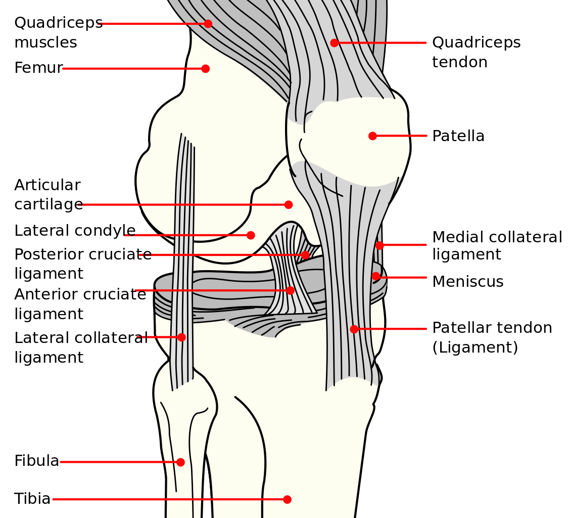 Ligaments of the knee