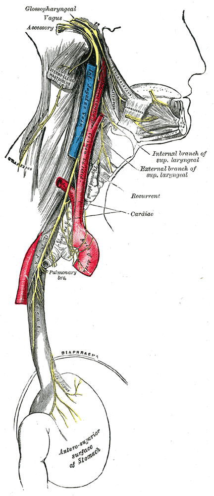 Nervus accessorius - Wikipedia