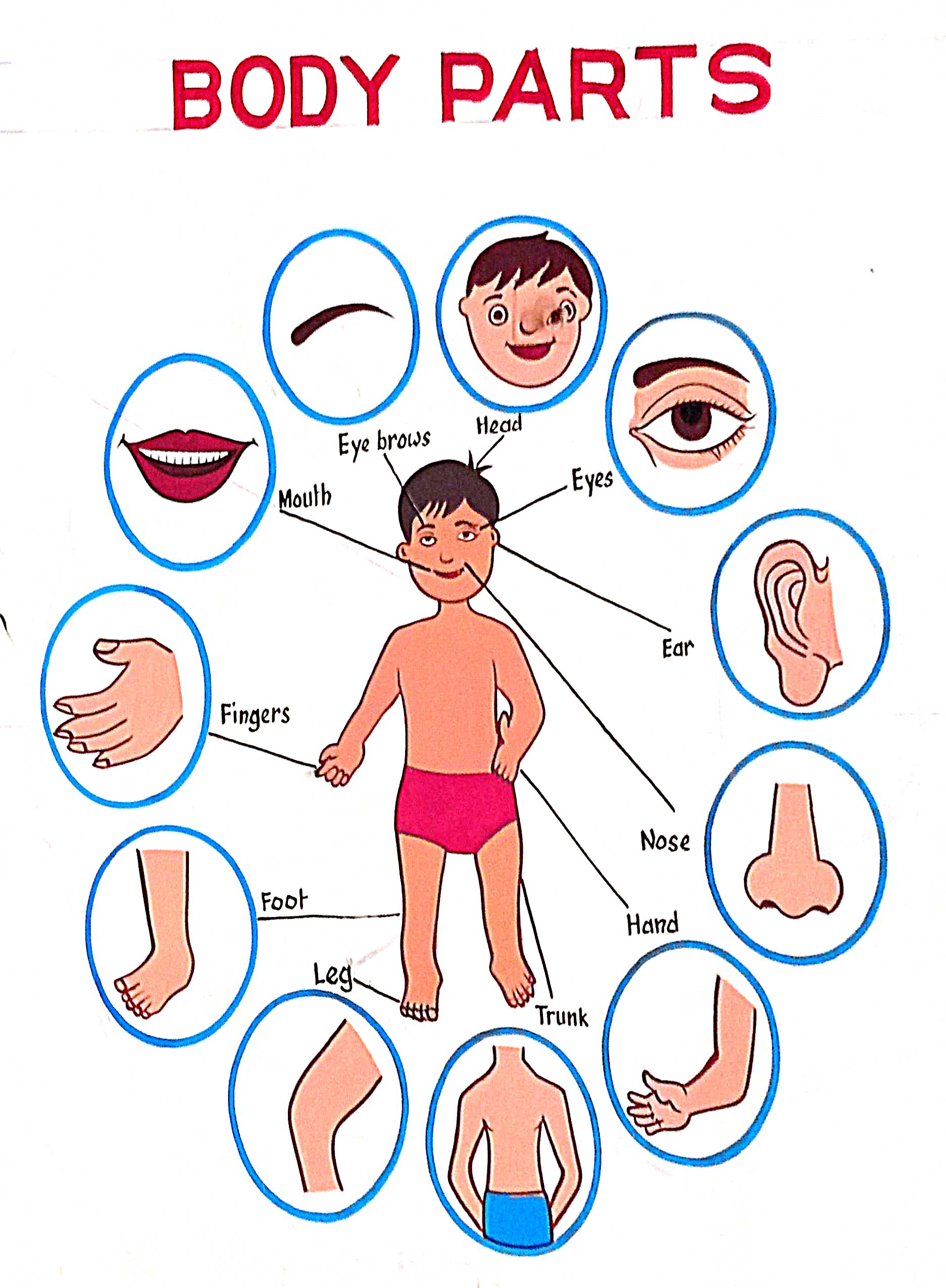 File:Human body parts diagram.jpg - Wikimedia Commons