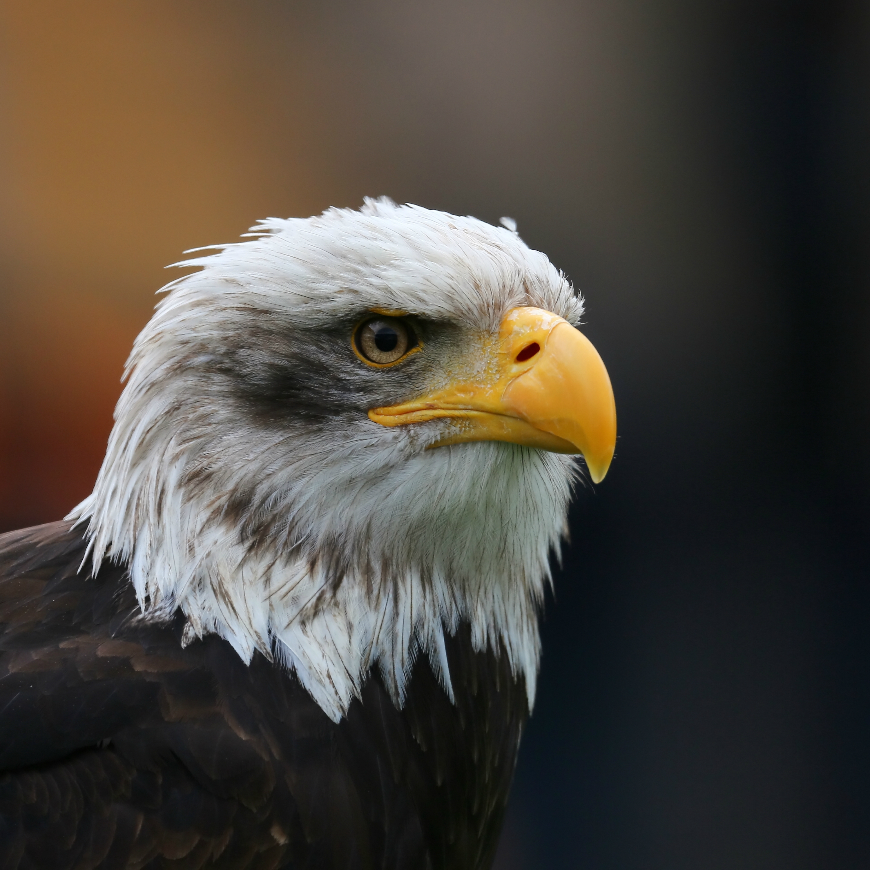 File:Bald Eagle Head sq.jpg - Wikimedia Commons